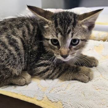 Ganymede -  Domestic Short Hair Cat for Adoption in Austin, Texas - Ganymede | PetCurious