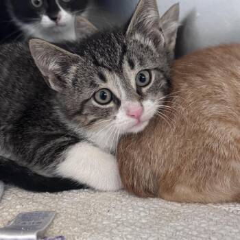 Caine -  Domestic Short Hair Cat for Adoption in South Haven, Michigan - Caine | PetCurious
