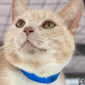 Tony -  Domestic Short Hair Cat for Adoption in Victor, New York - Tony | PetCurious
