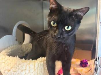 ANTONIO -  Domestic Short Hair Cat for Adoption in Palo Alto, California - ANTONIO | PetCurious