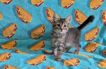 THEDA -  Domestic Short Hair Cat for Adoption in Colorado Springs, Colorado - THEDA | PetCurious