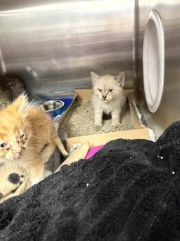 JOCEY -  Domestic Short Hair Cat for Adoption in Omaha, Nebraska - JOCEY | PetCurious