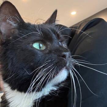 Suzy Q -  Domestic Short Hair Cat for Adoption in Las Vegas, Nevada - Suzy Q | PetCurious