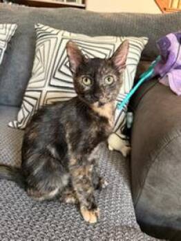 Rescue Tortoiseshell Cats for Adoption in Anoka, Minnesota - Rachel: A Tortie Treasure | PetCurious