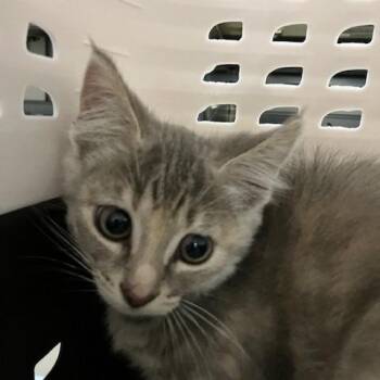 Calvin - Chow Hound Northland -  Domestic Short Hair Cat for Adoption in Grand Rapids, Michigan - Calvin - Chow Hound Northland | PetCurious