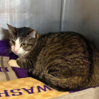 Domestic Short Hair Cats Available for Adoption - Leo | PetCurious