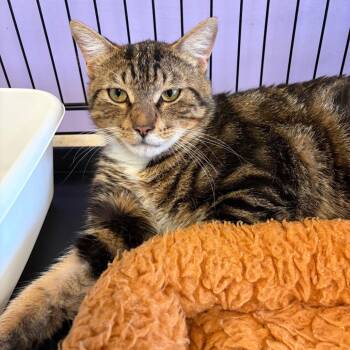 Domestic Short Hair Cats Available for Adoption in Webster, Texas - Thomas | PetCurious