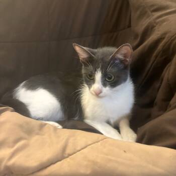 Rescue Domestic Short Hair Cats for Adoption in Houston, Texas - Sophia | PetCurious