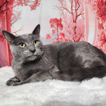 Domestic Medium Hair and Russian Blue Cats Available for Adoption - Smokey | PetCurious