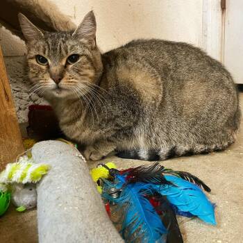 Abyssinian and Tabby Cats Available for Adoption in Stanwood, Washington - Darby | PetCurious