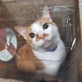 Rescue Domestic Short Hair Cats for Adoption in Philadelphia, Pennsylvania - Hank | PetCurious