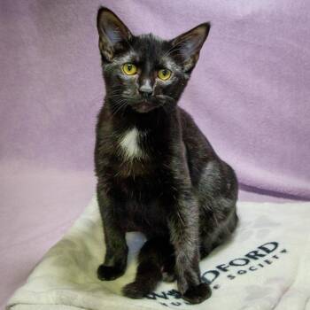 Vaughn -  Domestic Short Hair Cat for Adoption in Versailles, Kentucky - Vaughn | PetCurious