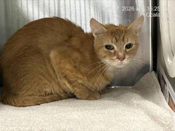 Domestic Short Hair Cats Available for Adoption in Ocala, Florida - A380504 | PetCurious