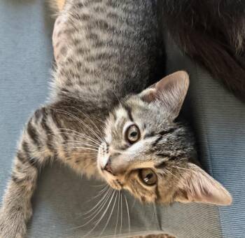 Oakley -  Domestic Short Hair Cat for Adoption in Cincinnati, Ohio - Oakley | PetCurious