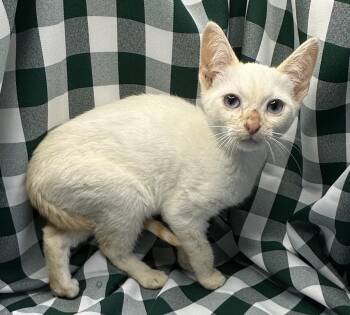 Imbasha -  Siamese Cat for Adoption in San Diego, California - Imbasha | PetCurious