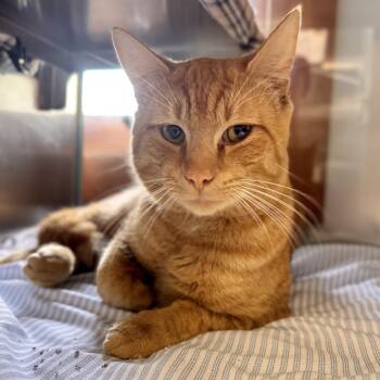 Domestic Short Hair Cats Available for Adoption in Midland, Michigan - Charlie | PetCurious