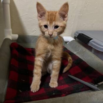 Rescue Domestic Medium Hair Cats for Adoption in Portage, Michigan - Butterscotch | PetCurious