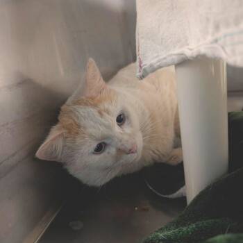 Domestic Short Hair Cats Available for Adoption - Toffee | PetCurious