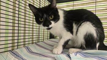 Stringbean -  Domestic Short Hair Cat for Adoption in Martinsville, Indiana - Stringbean | PetCurious