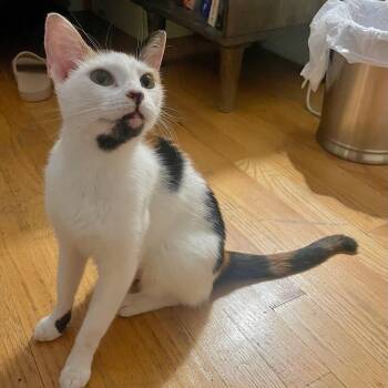 Rescue Domestic Short Hair Cats for Adoption - Polly | PetCurious