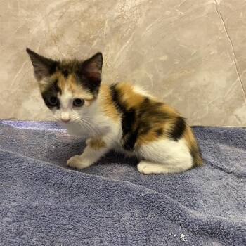 JULIET -  Domestic Short Hair Cat for Adoption in Modesto, California - JULIET | PetCurious