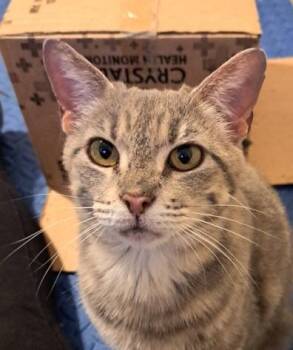 Rescue American Shorthair Cats for Adoption in White Settlement, Texas - Momma | PetCurious