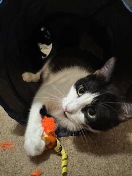 Rescue Tuxedo and Domestic Short Hair Cats for Adoption in Liverpool, Texas - Princess Luna | PetCurious