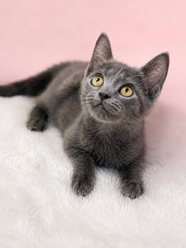 Bernadette -  Domestic Short Hair Cat for Adoption in Winnsboro, South Carolina - Bernadette | PetCurious