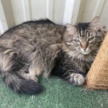 Miss Priss -  Domestic Medium Hair Cat for Adoption in Midland, Texas - Miss Priss | PetCurious