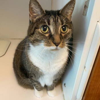 Rescue Domestic Short Hair and Tabby Cats for Adoption in Littlestown, Pennsylvania - Molly | PetCurious