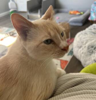 Sherlock & Watson -  Siamese Cat Available for Adoption in Cincinnati, Ohio - Sherlock & Watson | PetCurious