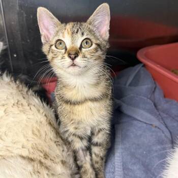 Susie -  Domestic Short Hair Cat for Adoption in Asheville, North Carolina - Susie | PetCurious