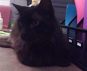 Domestic Medium Hair and Domestic Short Hair Cats Available for Adoption in Omaha, Nebraska - VADER | PetCurious