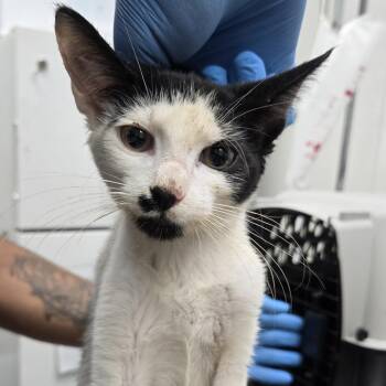 Snap -  Domestic Short Hair Cat for Adoption in Newark, New Jersey - Snap | PetCurious
