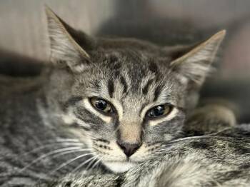Reeses -  Domestic Medium Hair Cat for Adoption in Portland, Oregon - Reeses | PetCurious