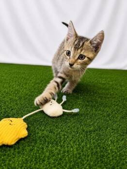Alex -  Domestic Short Hair Cat for Adoption in Covington, Louisiana - Alex | PetCurious