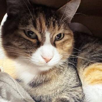 Gatita -  Domestic Short Hair Cat for Adoption in Brentwood, Missouri - Gatita | PetCurious