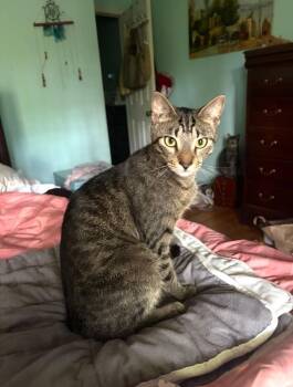 Loki -  Domestic Short Hair Cat for Adoption in Irmo, South Carolina - Loki | PetCurious