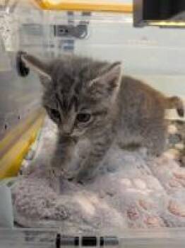 Y2K -  Domestic Short Hair Cat for Adoption in Cincinnati, Ohio - Y2K | PetCurious