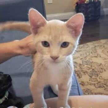 Cypress -  Domestic Short Hair Cat for Adoption in Vine Grove, Kentucky - Cypress | PetCurious