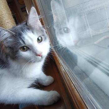 Rescue Domestic Long Hair Cats for Adoption in Grand Rapids, Minnesota - Sage | PetCurious