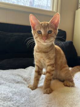 Shetland -  Domestic Short Hair Cat for Adoption in San Juan Capistrano, California - Shetland | PetCurious