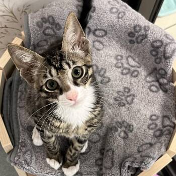 Mazda -  Domestic Short Hair Cat for Adoption in West Palm Beach, Florida - Mazda | PetCurious