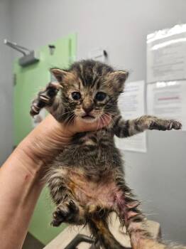 Croissant -  Domestic Short Hair Cat for Adoption in Bloomington, Indiana - Croissant | PetCurious