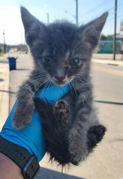 Domestic Short Hair Cats Available for Adoption in San Antonio, Texas - SANDWICH | PetCurious