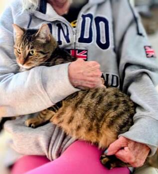 Confetti (reduced adoption fee) -  Domestic Short Hair Cat for Adoption in Melrose, Massachusetts - Confetti (reduced Adoption Fee) | PetCurious