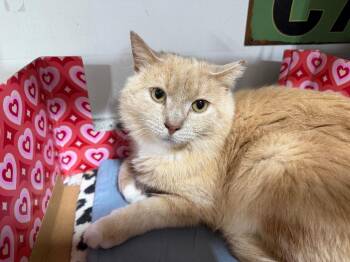 Domestic Short Hair Cats Available for Adoption in Powell, Ohio - Teddy | PetCurious
