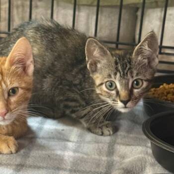 Tofu -  Domestic Short Hair Cat for Adoption in Garfield, Arkansas - Tofu | PetCurious