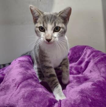 Tabby Cats Available for Adoption - Zara | PetCurious