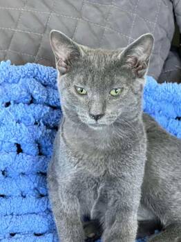 Rescue Domestic Short Hair Cats for Adoption in East Orange, New Jersey - Blue | PetCurious